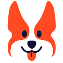 study corgi